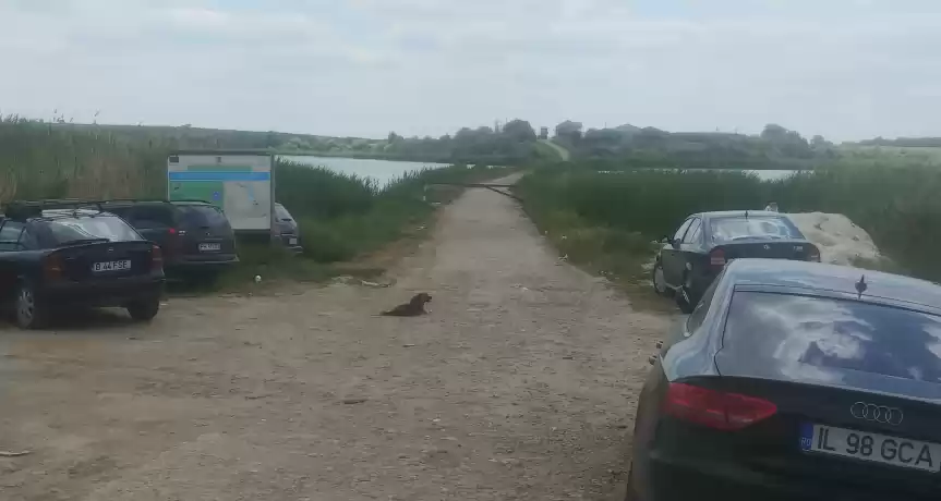Amenajare piscicolă 20 de hectare Ialomița