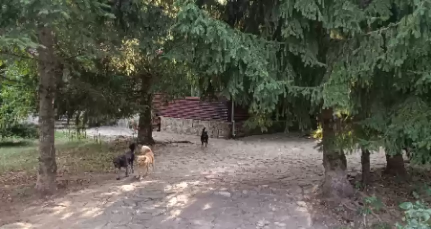 Oportunitate Business în Izvoarele, Prahova - 275.000 EUR Oportunitate Business în Izvoarele, Prahova
