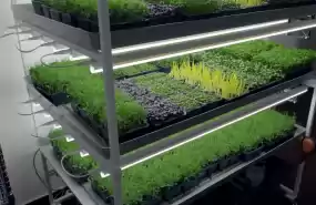 Vand Afacere Locala Iasi (Microplante) Vand Afacere Locala Iasi (Microplante)