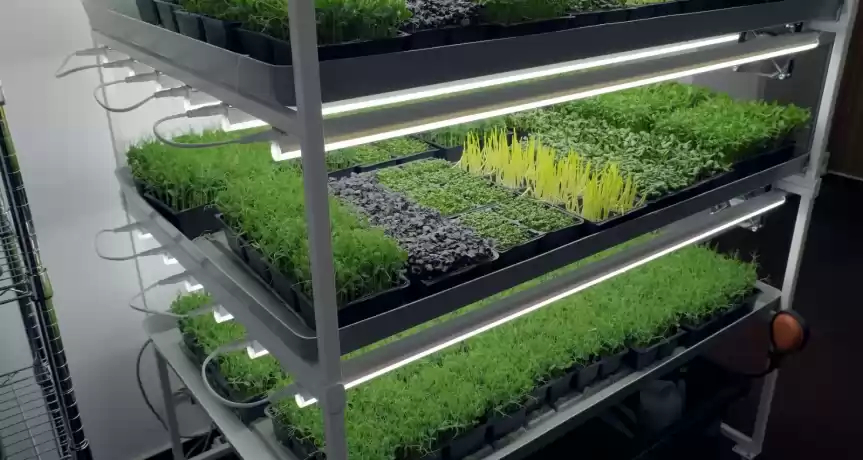 Vand Afacere Locala Iasi (Microplante)