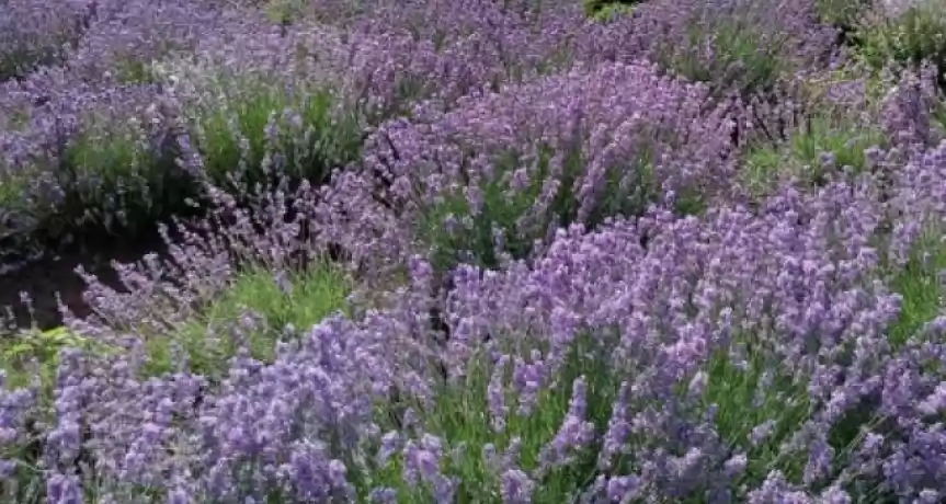Ulei esential Lavanda