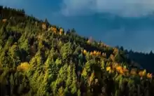 530 Ha Padure ptr Reîmpădurire Investiție Sigura!